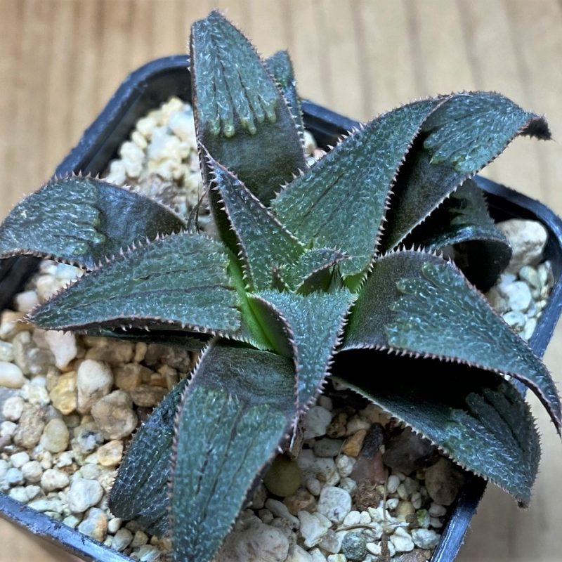 SH26437 Haworthia 'Bev's wonder' hybrid