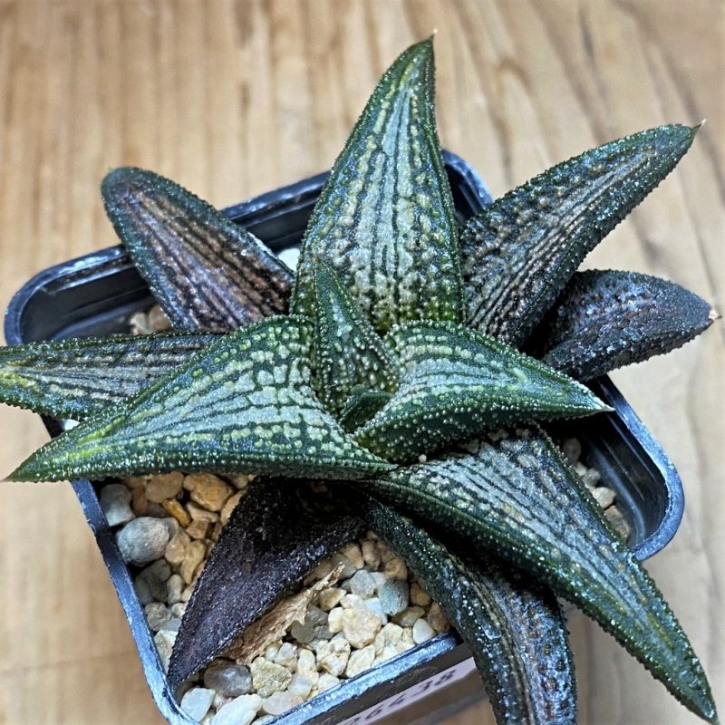 SH26438 Haworthia 'Kintaikyo'