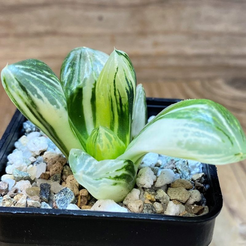 SH26440 Haworthia obtusa f. variegata