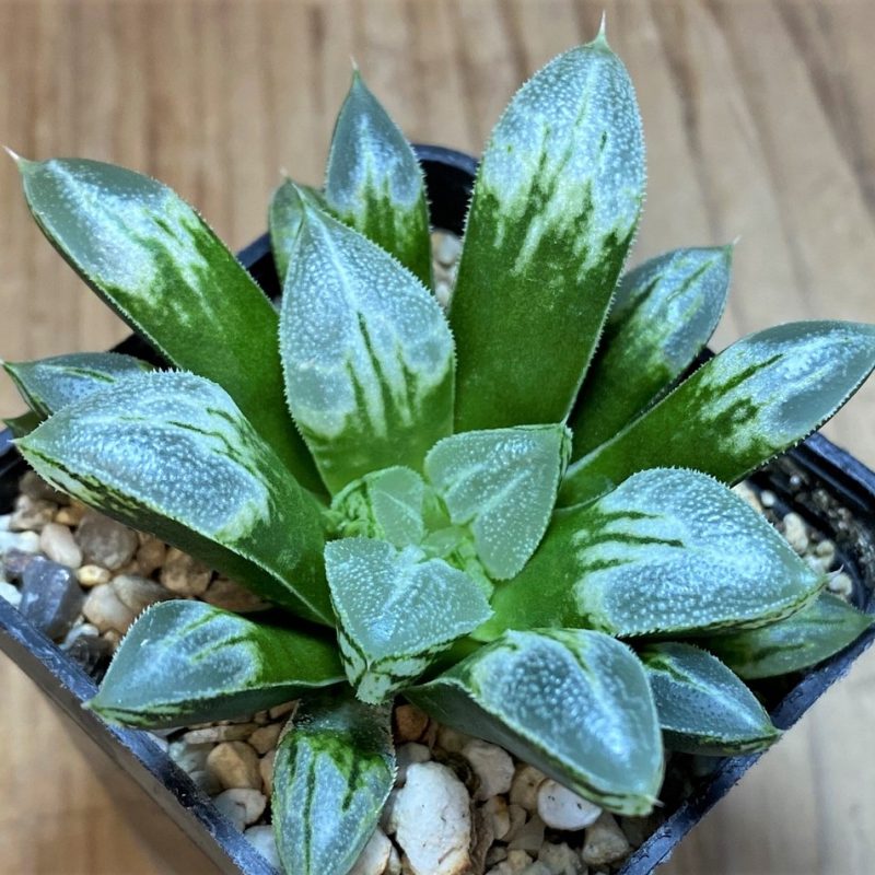 SH26443 Haworthia 'Love Heart'