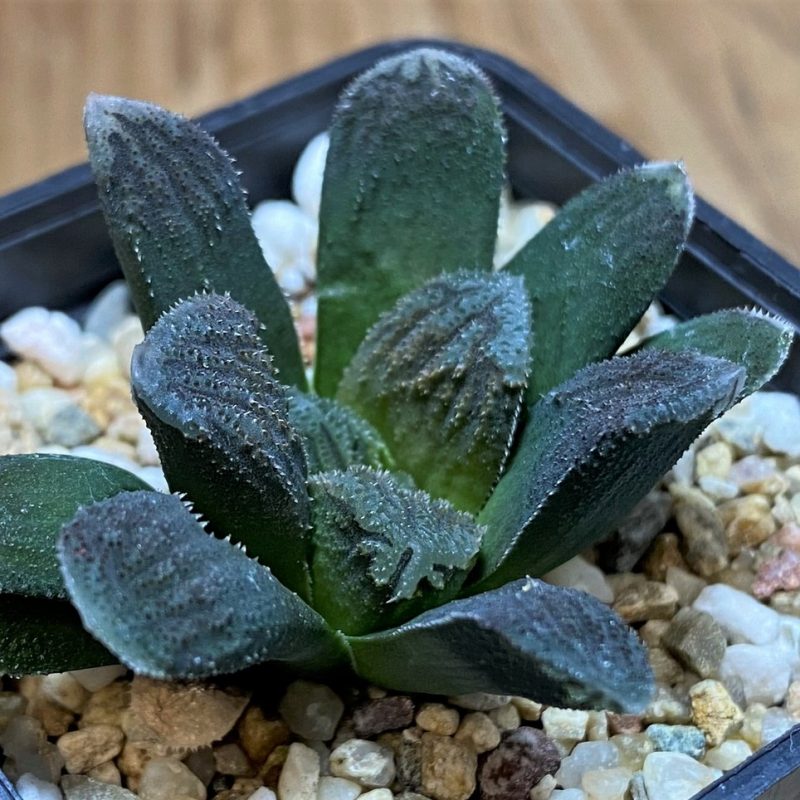 SH26444 Haworthia 'Chocolate' hybrid