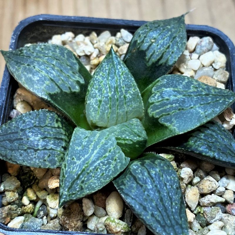 SH26445 Haworthia comptoniana x picta