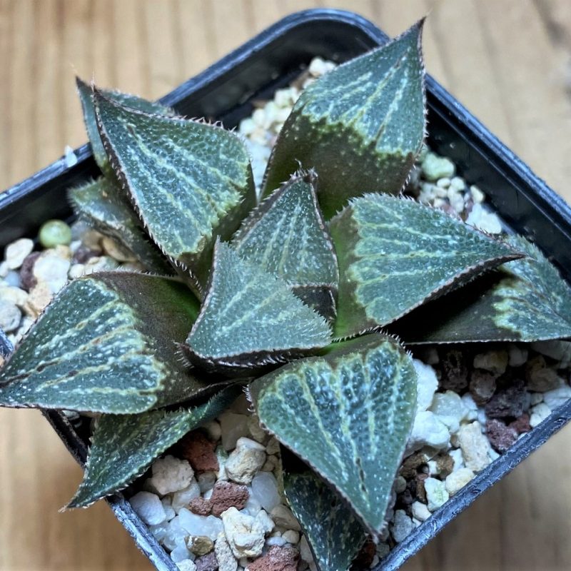 SH26446 Haworthia pygmaea hybrid