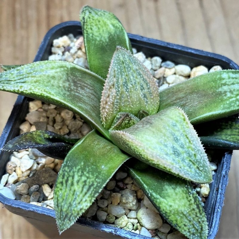 SH26447  Haworthia splendens 'Hakuja' hybrid