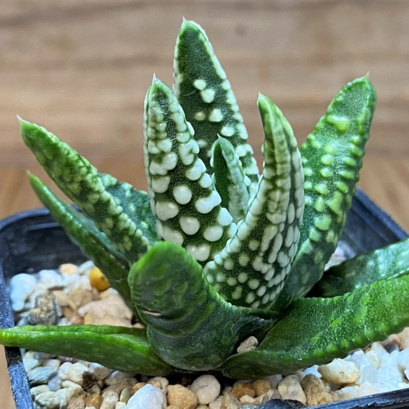 SH26425 Haworthia pumila 'Emperor', seedling