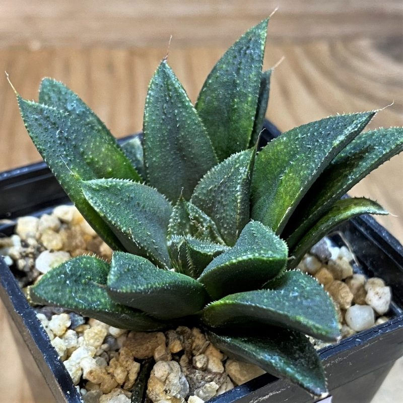 SH26452 Haworthia hybrid