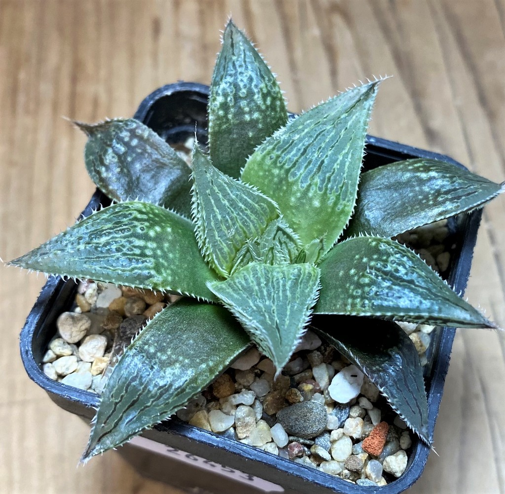 SH26453 Haworthia cooperi v. venusta hybrid - Image 2