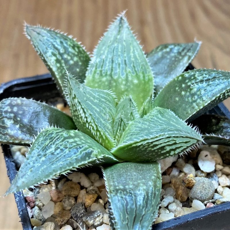 SH26453 Haworthia cooperi v. venusta hybrid