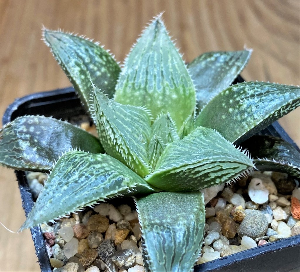 SH26453 Haworthia cooperi v. venusta hybrid