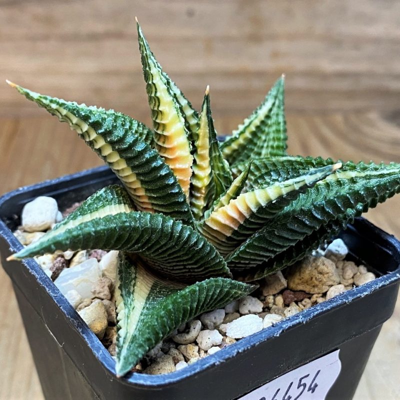 SH26454 Haworthia limifolia f. variegata