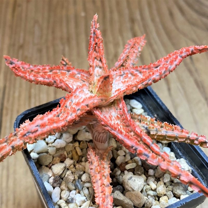 SH26499 Aloe TCT hybrid