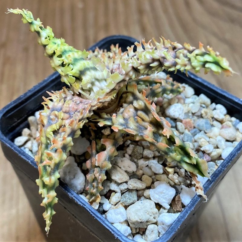 SH26500 Aloe TCT hybrid