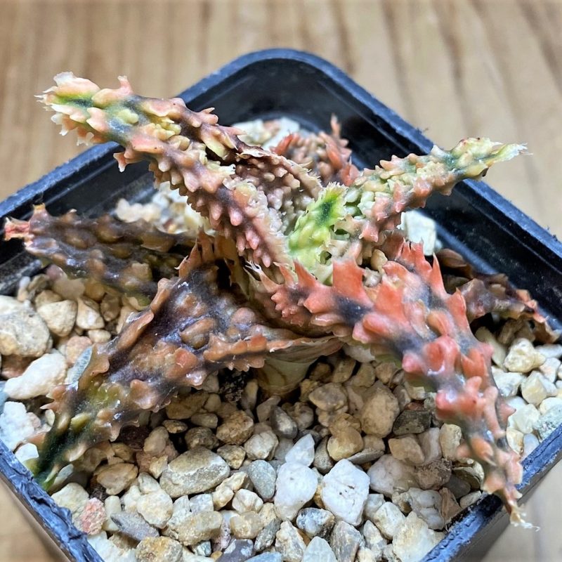 SH26501 Aloe TCT hybrid