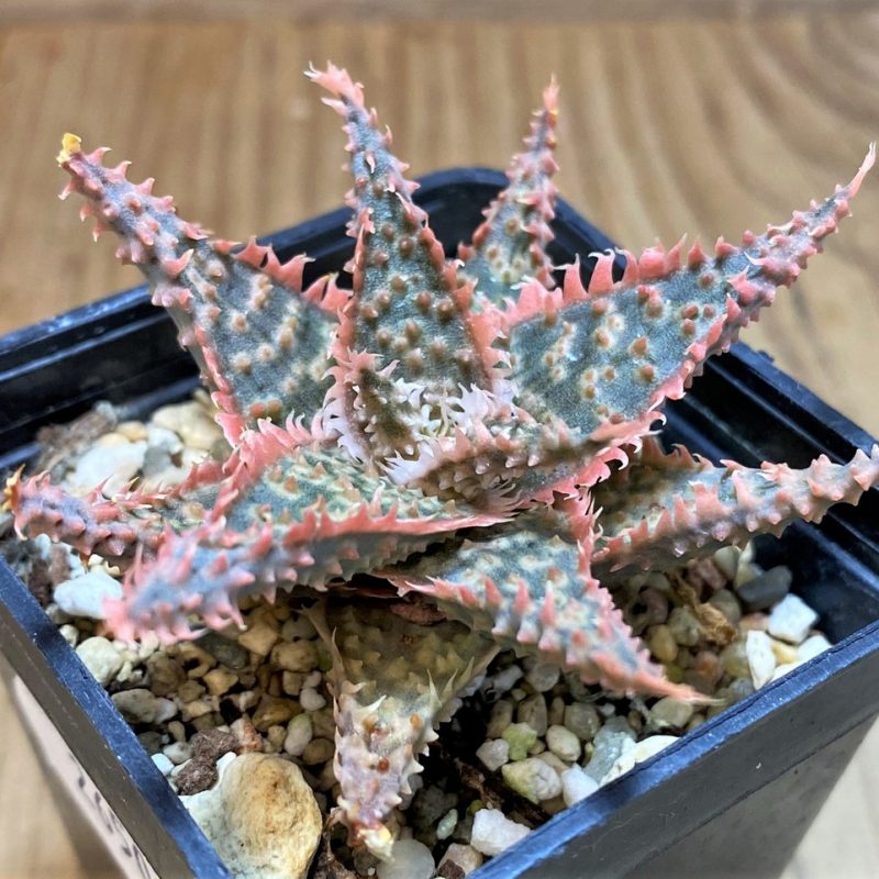 SH26502 Aloe TCT hybrid