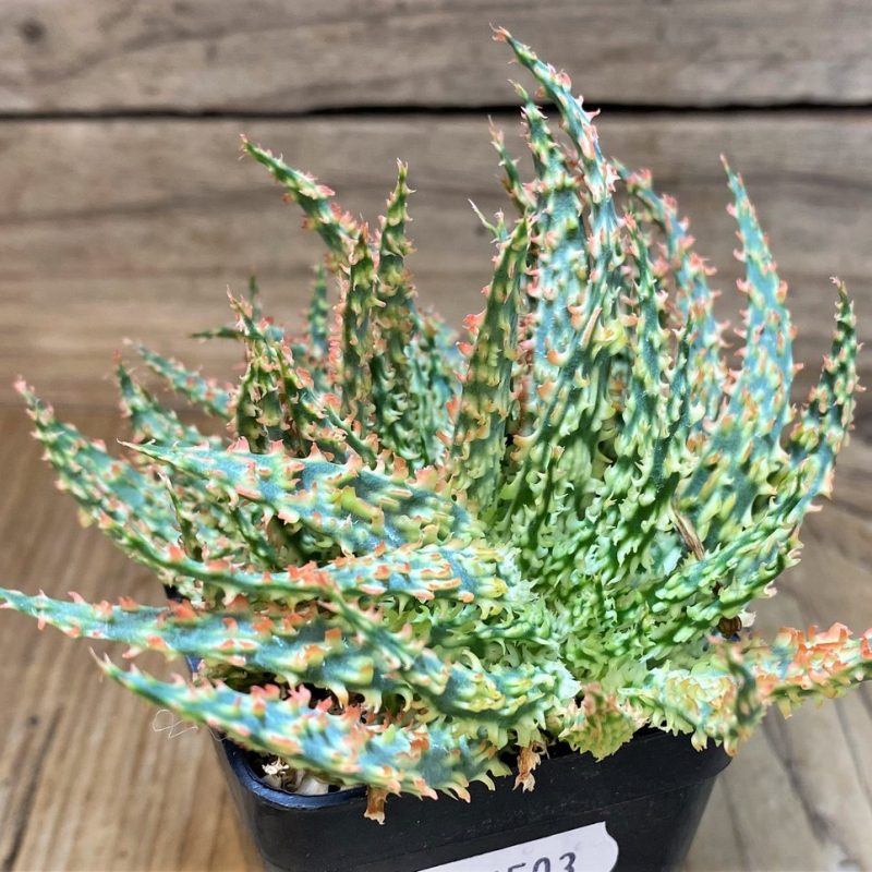 SH26503 Aloe hybrid f. cristata