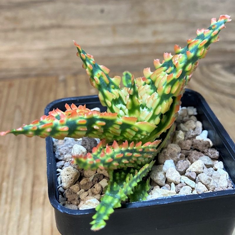 SH26505 Aloe TCT hybrid