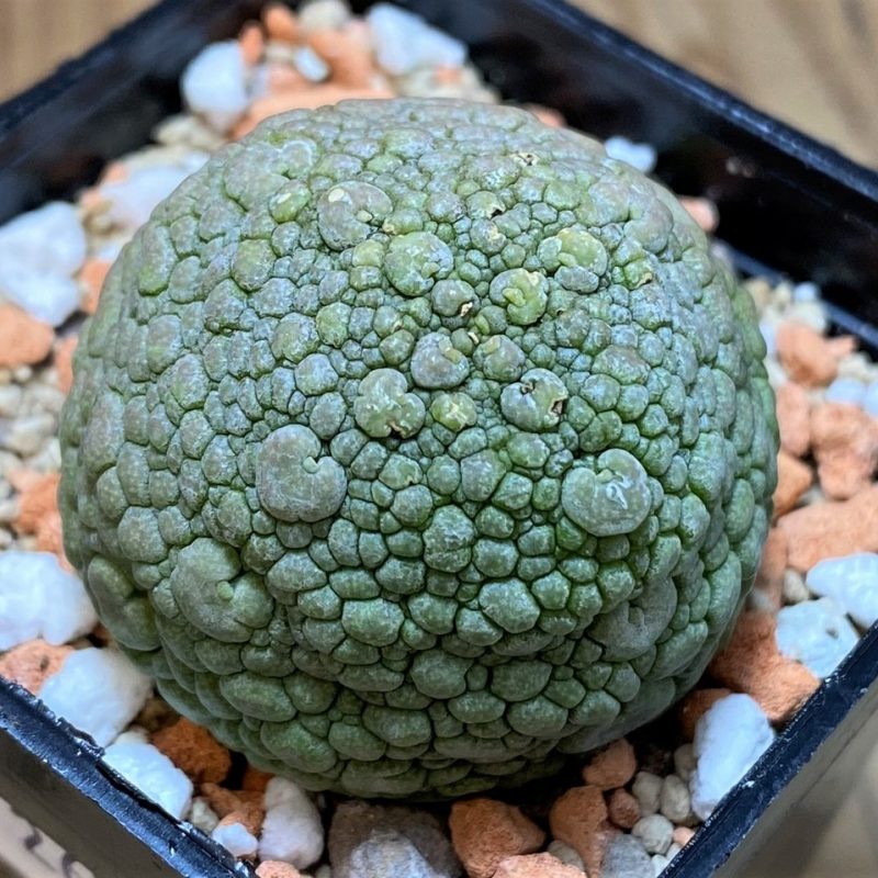 SH26506 Pseudolithos migiurtinus