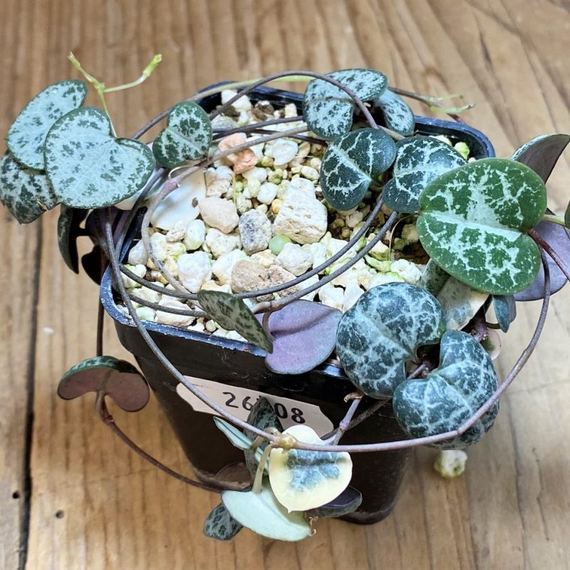 SH26508 Ceropegia woodii