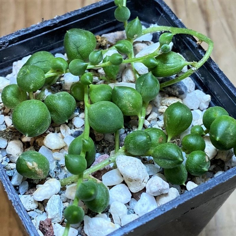 SH26509 Senecio rowleyanus