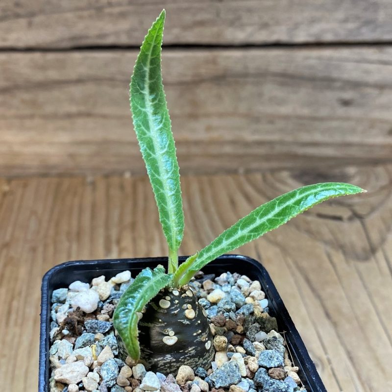 SH26510 Dorstenia lancifolia