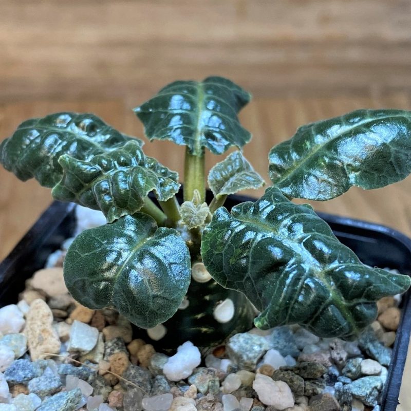SH26511 Dorstenia foetida
