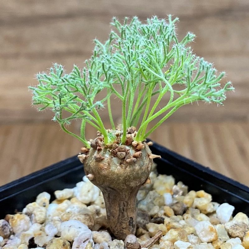 SH26512 Sarcocaulon peniculinum