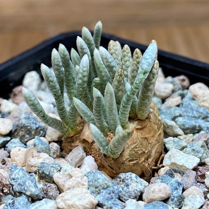 SH26513 Avonia alstonii