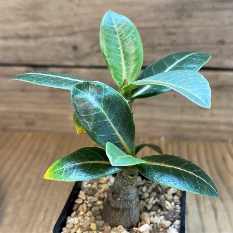 SH26515 Adenium arabicum ‘Black Body'