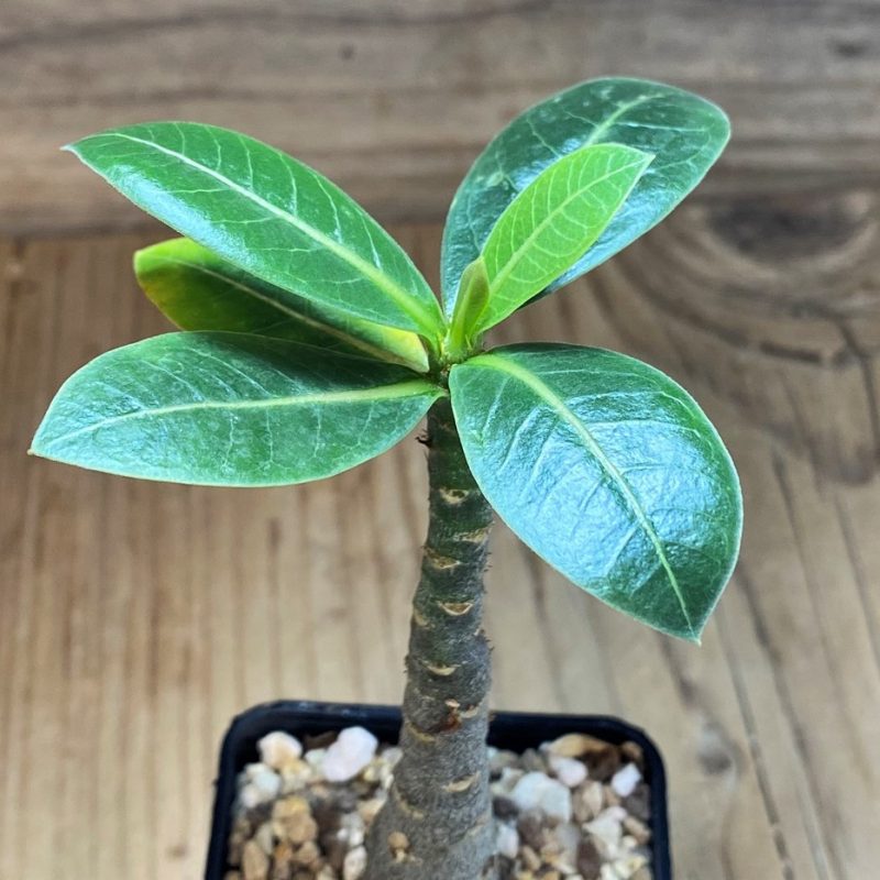 SH26516 Adenium arabicum ‘Black Body’