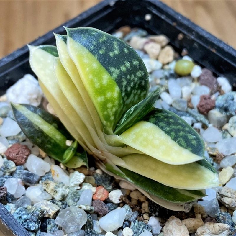 SH26472 Gasteria minima f. variegata