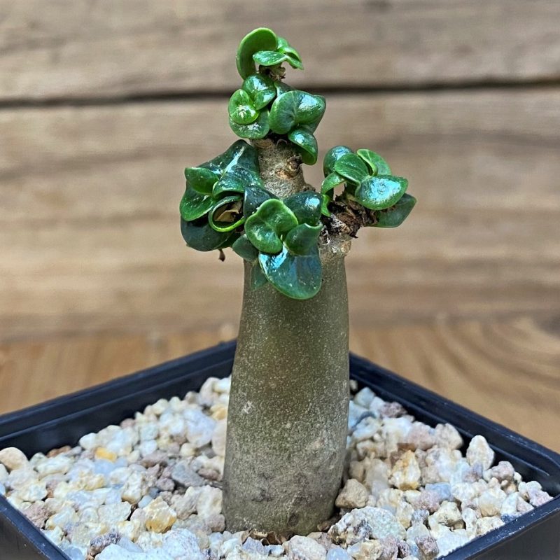 SH26517 Adenium arabicum DHA