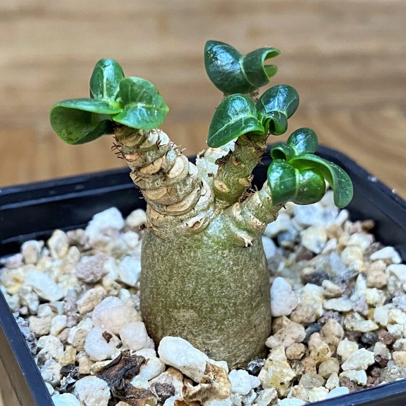 SH26518 Adenium arabicum DHA