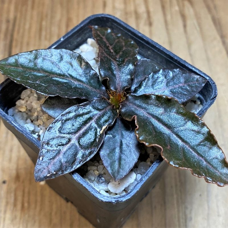 SH26520 Euphorbia francoisii hybrid