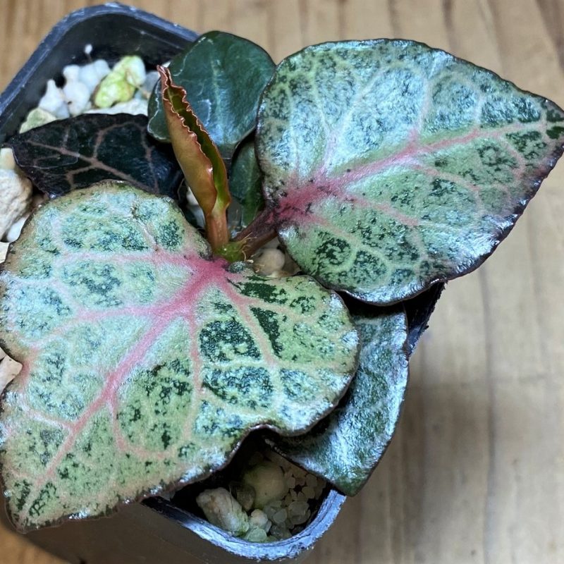 SH26521 Euphorbia francoisii hybrid