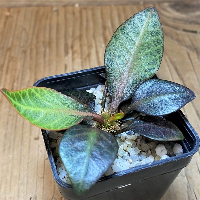 SH26522 Euphorbia francoisii hybrid