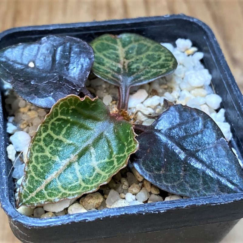 SH26523 Euphorbia francoisii hybrid