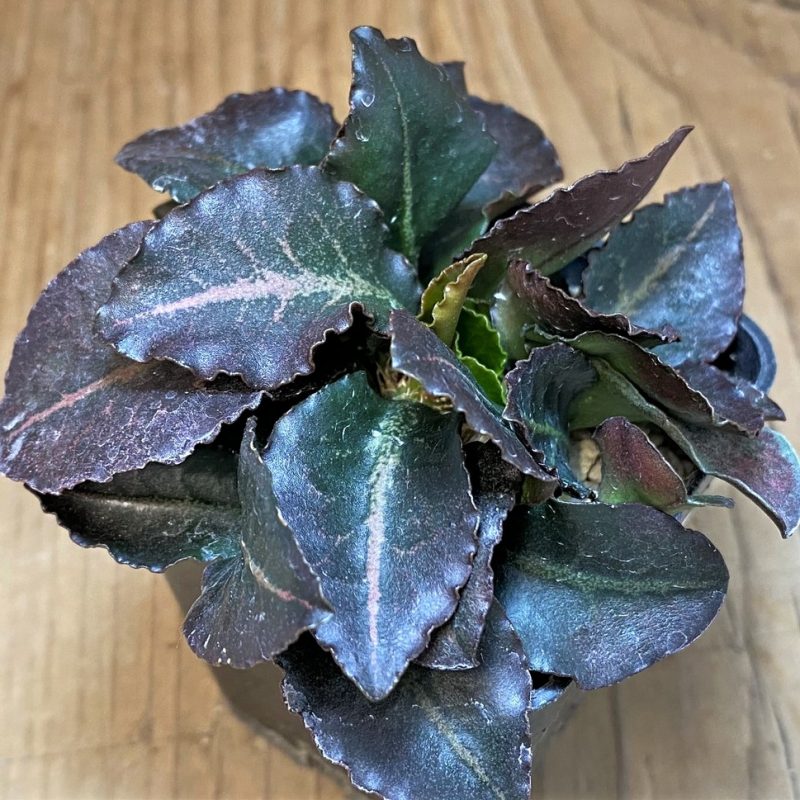 SH26524 Euphorbia francoisii hybrid