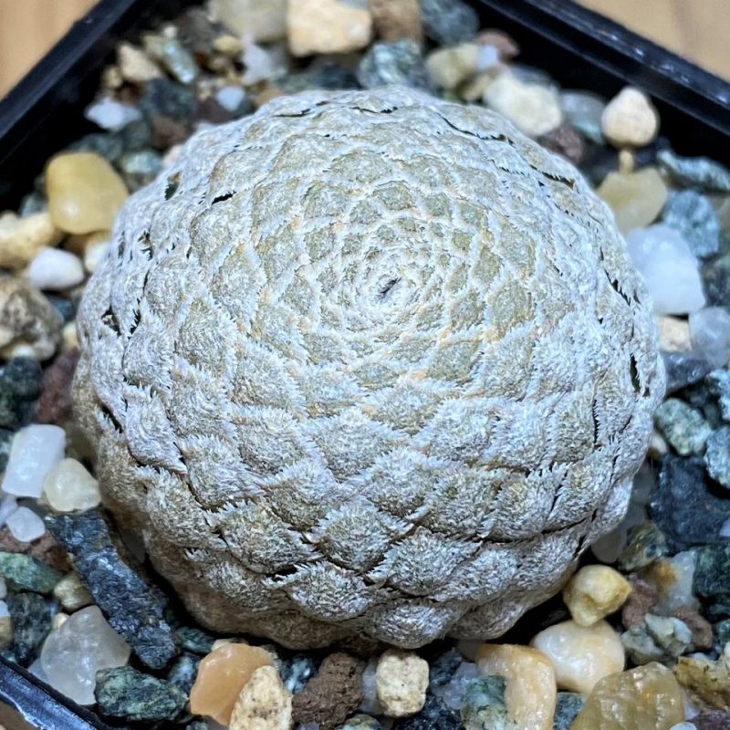 SH26525 Euphorbia piscidermis