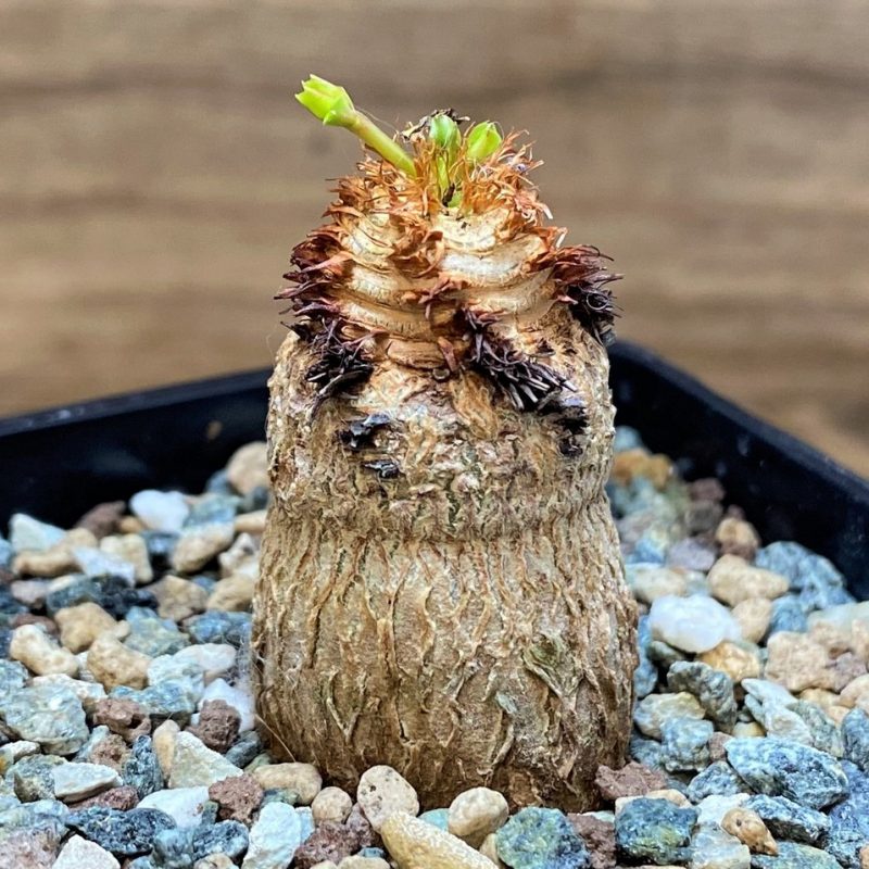 SH26526 Euphorbia ramena