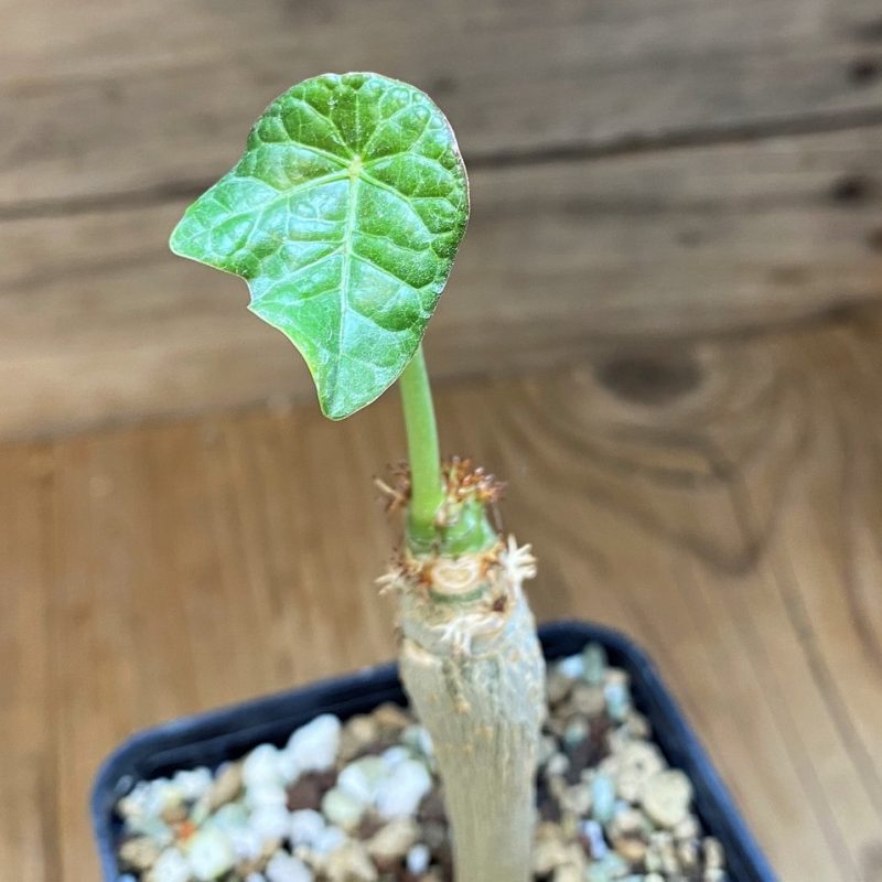 SH26528 Jatropha podagrica