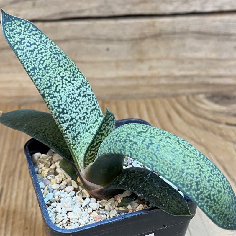 SH26468 Gasteria verrucosa hybrid
