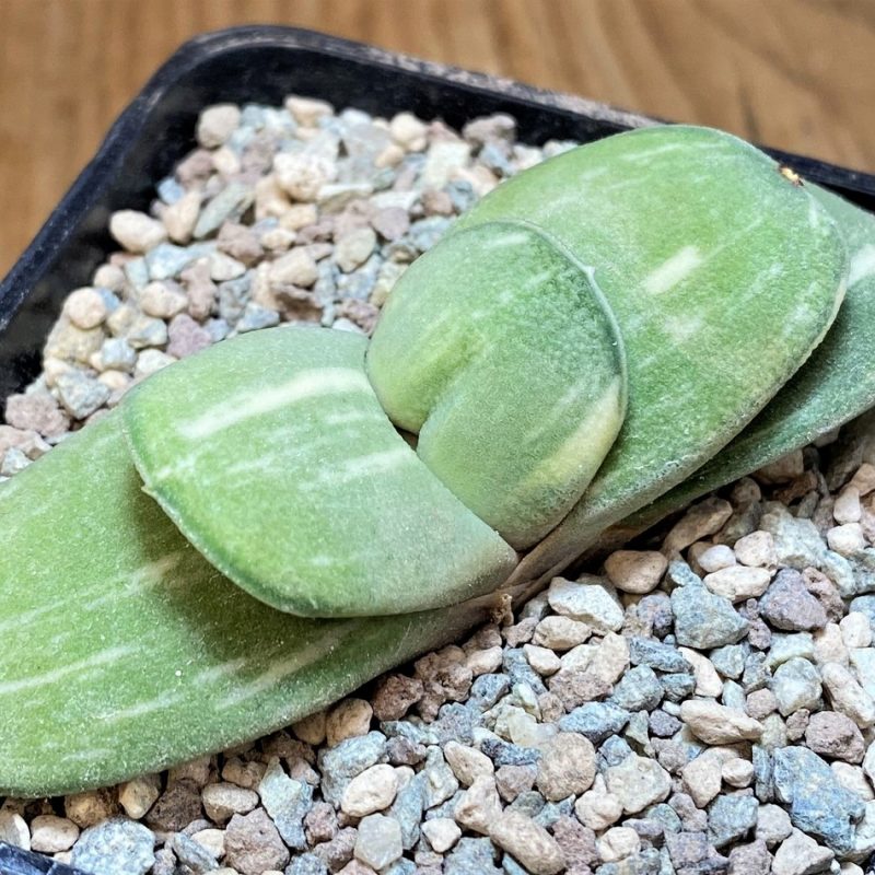 SH26474 Gasteria glomerata f. variegata -Japan- Clon 2