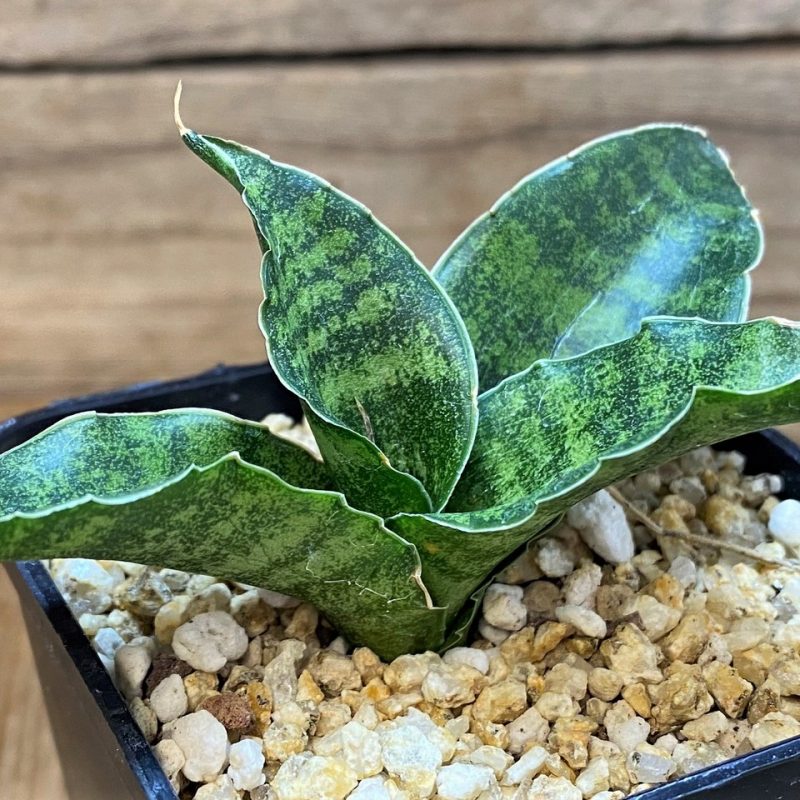 SH26476 Sansevieria 'Mahanakorn'