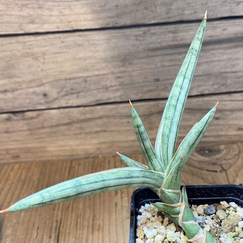 SH26477 Sansevieria 'Silver Clone'