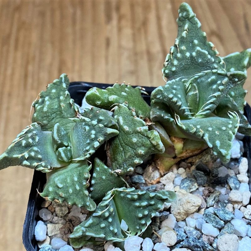 SH26478 Faucaria tuberculosa