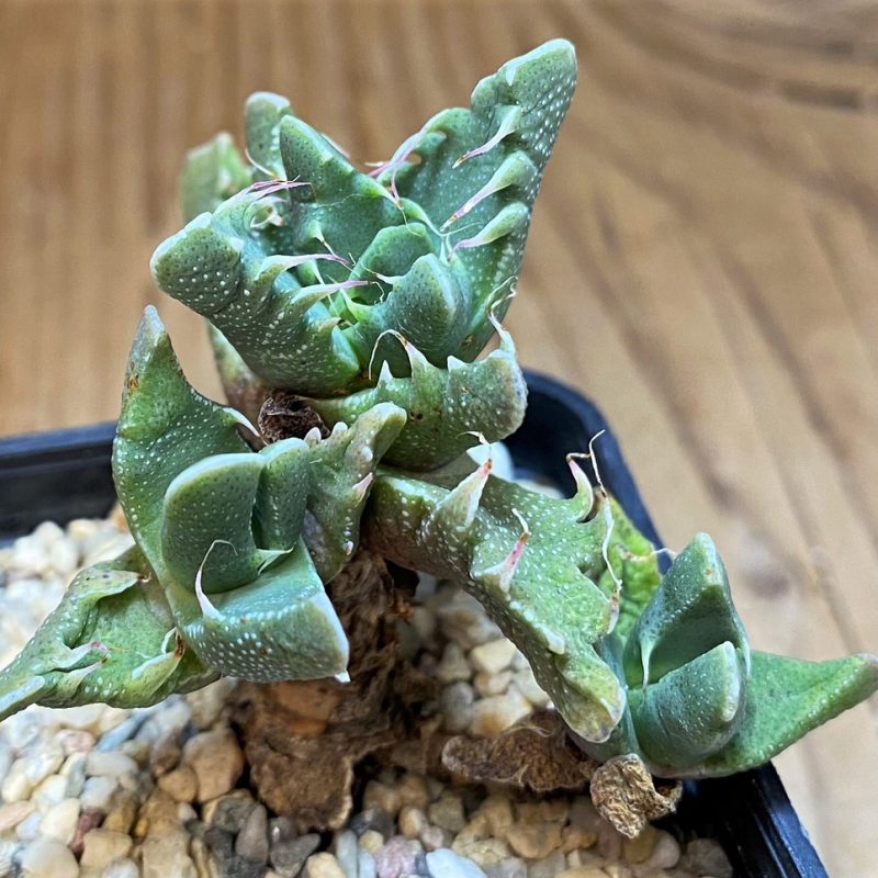 SH26479 Faucaria felina SH2388