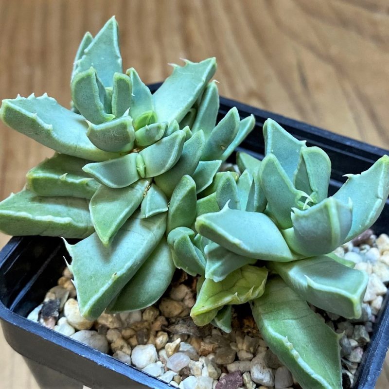 SH26481 Faucaria bosscheana PB1628