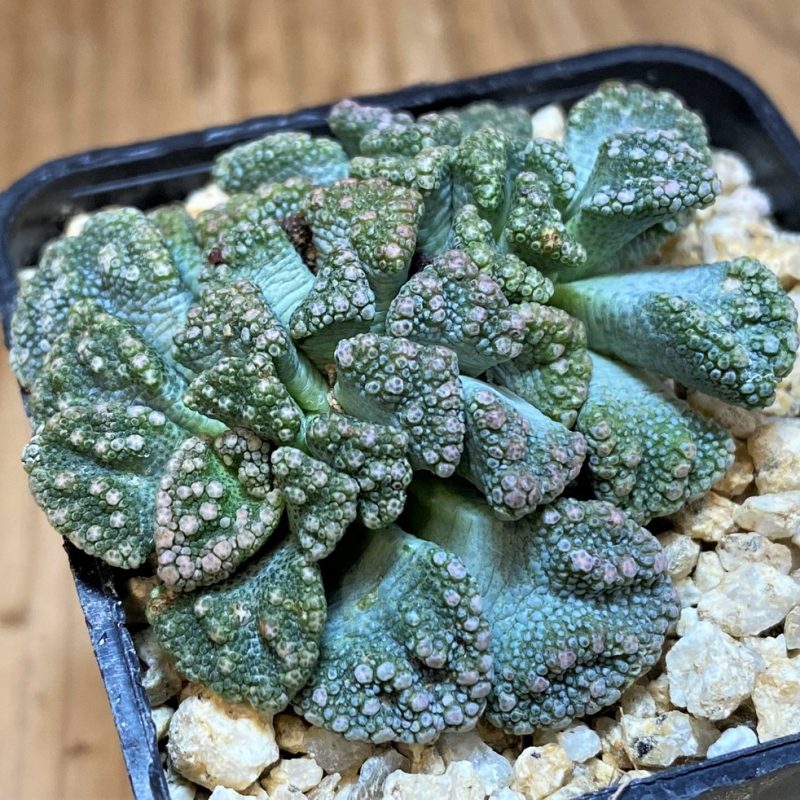 SH26482 Titanopsis calcarea, Clone 5
