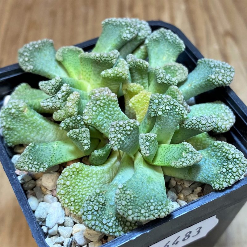 SH26483 Titanopsis calcarea