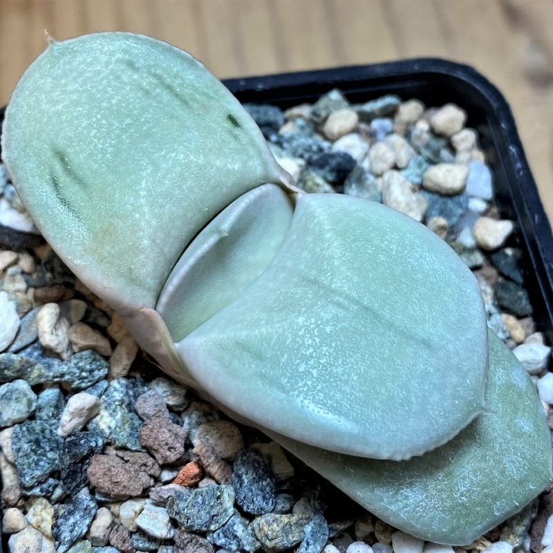 SH26469 Gasteria 'Hakugei'